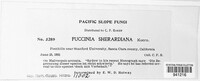 Puccinia sherardiana image